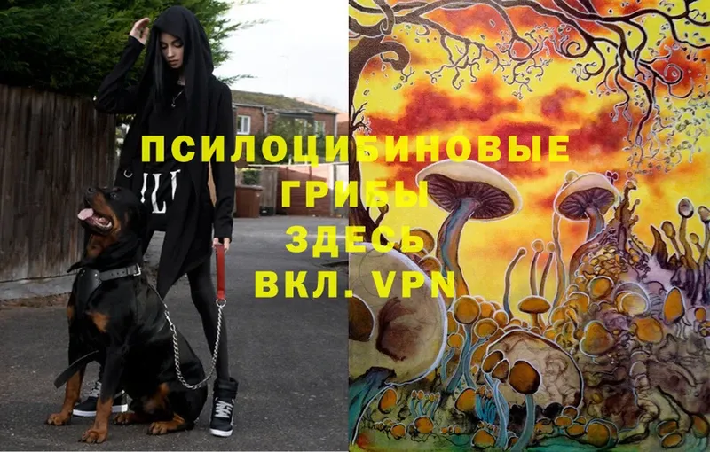 Псилоцибиновые грибы Psilocybe Кимовск