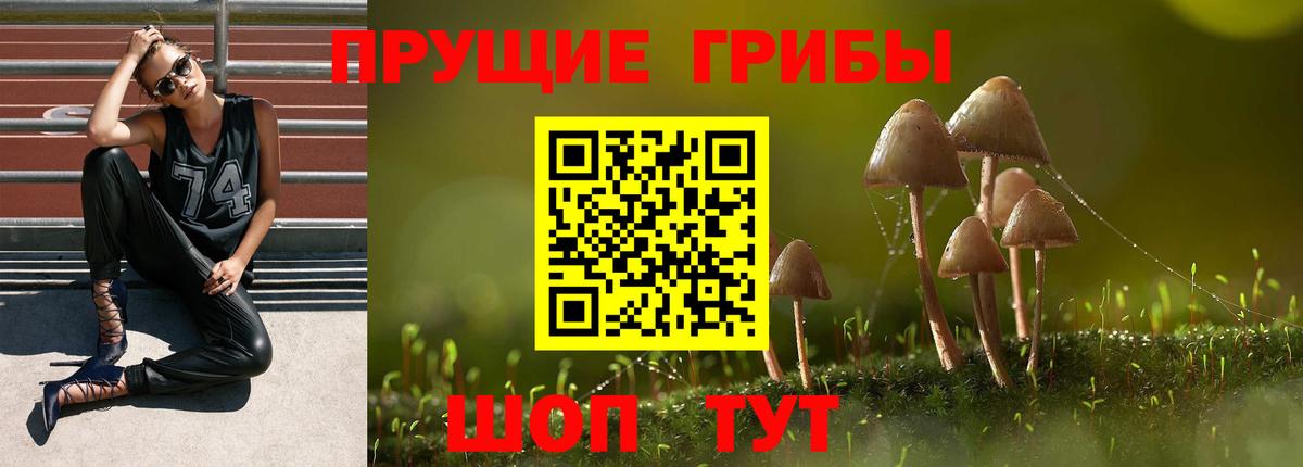 Кимовск  Галлюциногенные грибы прущие грибы  Вход с VPN 